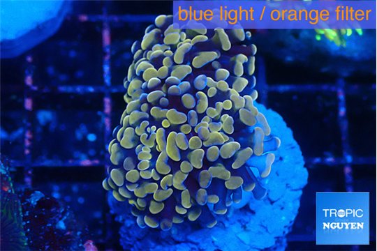 Euphyllia paraancora mango 3-6 cm WYSIWYG acclimaté