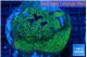 Montipora danae green blue 6-8 cm WYSIWYG acclimaté