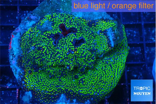 Montipora danae green blue 6-8 cm WYSIWYG acclimaté