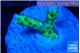 Anacropora green frag 1-2 cm WYSIWYG acclimaté