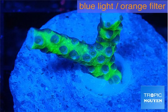 Anacropora green frag 1-2 cm WYSIWYG acclimaté