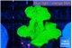 Montipora green cap 3-4 cm WYSIWYG acclimaté