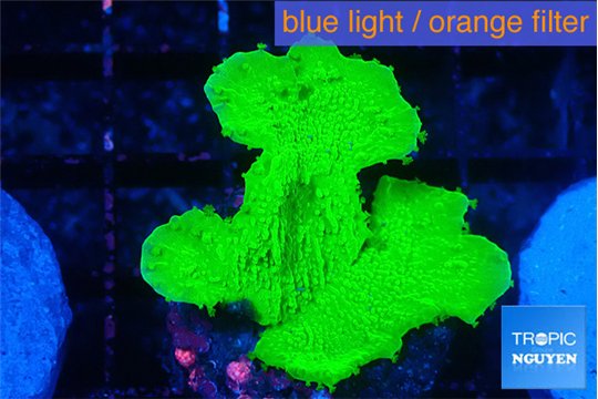 Montipora green cap 3-4 cm WYSIWYG acclimaté