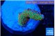 Montipora red fire forest 2 cm WYSIWYG acclimaté