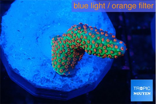 Montipora red fire forest 2 cm WYSIWYG acclimaté