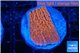 Montipora death spiral 2-3 cm WYSIWYG acclimaté