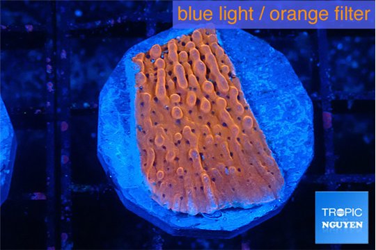 Montipora death spiral 2-3 cm WYSIWYG acclimaté