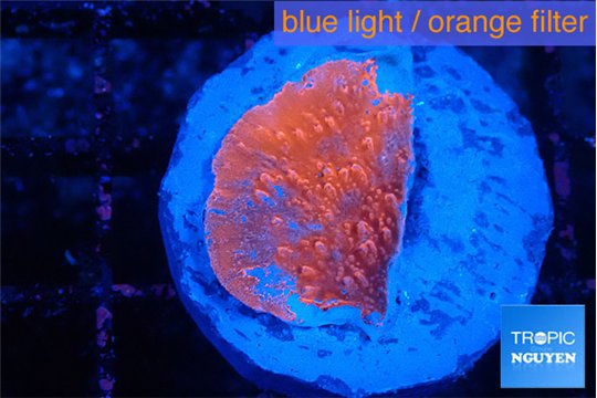 Montipora red cap 1-2 cm WYSIWYG acclimaté