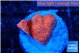 Montipora digitata bubble gum 1-2 cm WYSIWYG acclimaté