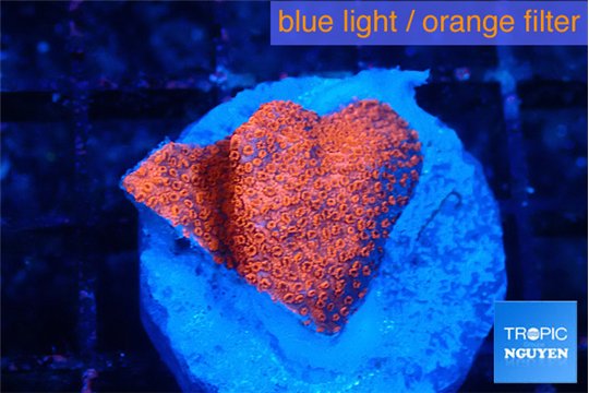 Montipora digitata bubble gum 1-2 cm WYSIWYG acclimaté
