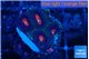 Favia monster purple 1-2 cm WYSIWYG acclimaté