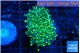 Euphyllia yaeyamaensis green 3-6 cm WYSIWYG acclimaté