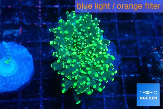 Euphyllia yaeyamaensis green 3-6 cm WYSIWYG acclimaté