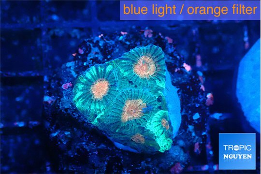 Favia orange green 2-3 cm WYSIWYG acclimaté