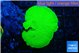 Montipora green cap 3-4 cm WYSIWYG acclimaté