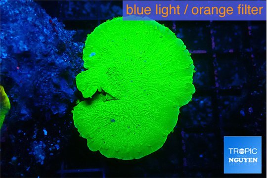 Montipora green cap 3-4 cm WYSIWYG acclimaté