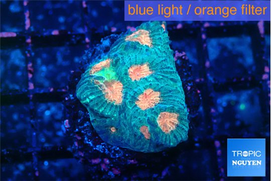 Favia orange green 2-3 cm WYSIWYG acclimaté