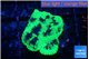 Favia reverse green 2 cm WYSIWYG acclimaté