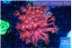 Goniopora pink dream 4-7 cm WYSIWYG acclimaté