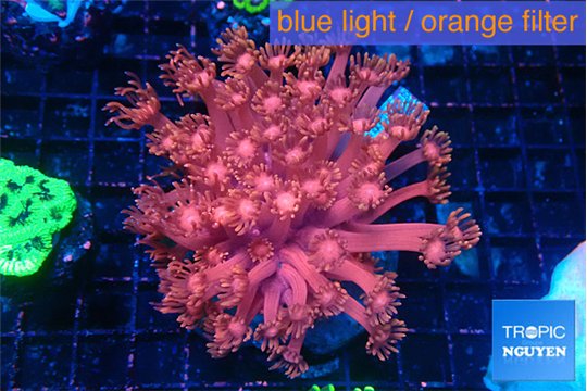 Goniopora pink dream 4-7 cm WYSIWYG acclimaté