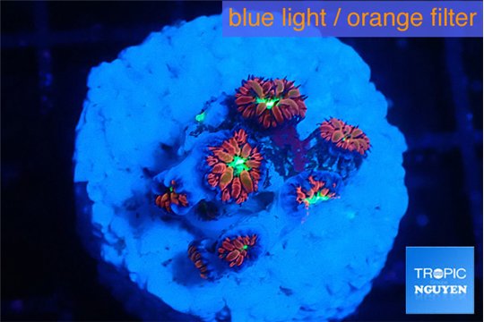Blastomussa merletti red green 2 cm WYSIWYG acclimaté
