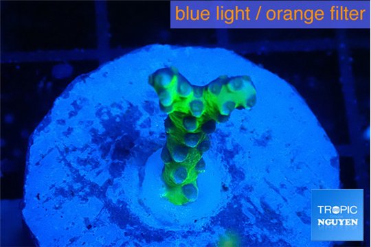 Anacropora green 1-2 cm WYSIWYG acclimaté