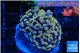 Euphyllia paraancora mango 3-5 cm WYSIWYG acclimaté
