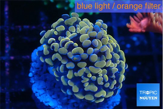 Euphyllia paraancora mango 3-5 cm WYSIWYG acclimaté