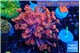 Goniopora pink dream 4-7 cm WYSIWYG acclimaté