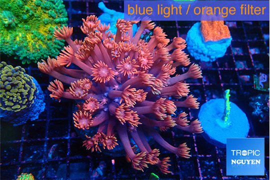 Goniopora pink dream 4-7 cm WYSIWYG acclimaté