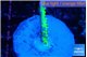 Anacropora green 1-2 cm WYSIWYG acclimaté