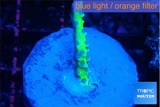 Anacropora green 1-2 cm WYSIWYG acclimaté