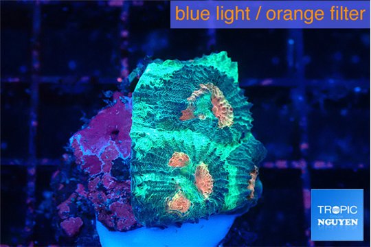 Favia orange green 2 cm WYSIWYG acclimaté