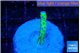 Anacropora green 1-2 cm WYSIWYG acclimaté