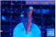 Montipora digitata bubble gum 1-2 cm WYSIWYG acclimaté