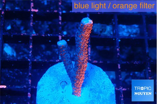 Montipora digitata bubble gum 1-2 cm WYSIWYG acclimaté