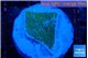 Montipora green & blue polyps 2 cm WYSIWYG acclimaté