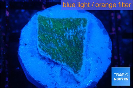 Montipora green & blue polyps 2 cm WYSIWYG acclimaté