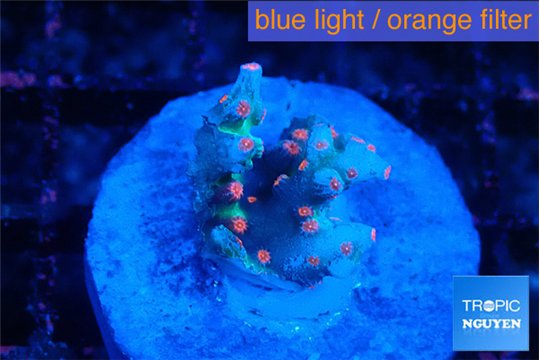 Cyphastrea decadia 1-2 cm WYSIWYG acclimaté
