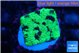 Favia reverse green 1-2 cm WYSIWYG acclimaté