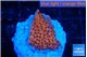 Montipora death spiral 2-3 cm WYSIWYG acclimaté
