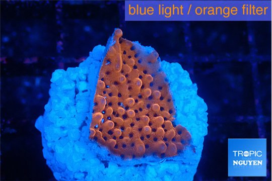 Montipora death spiral 2-3 cm WYSIWYG acclimaté