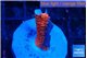 Montipora digitata bubble gum 1-2 cm WYSIWYG acclimaté