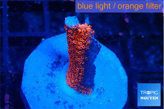 Montipora digitata bubble gum 1-2 cm WYSIWYG acclimaté