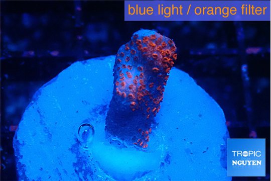 Montipora digitata bubble gum 1-2 cm WYSIWYG acclimaté