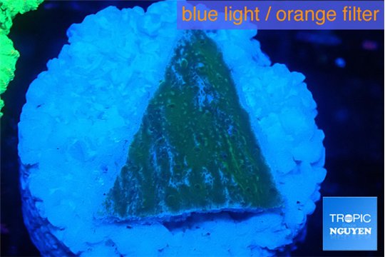 Montipora green & blue polyps 2 cm WYSIWYG acclimaté