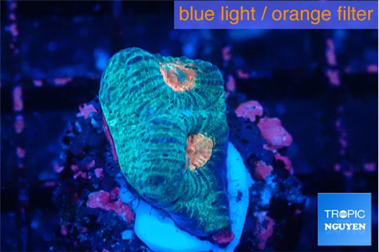 Favia orange green 2 cm WYSIWYG acclimaté