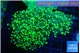 Euphyllia yaeyamaensis green 5-9 cm WYSIWYG acclimaté