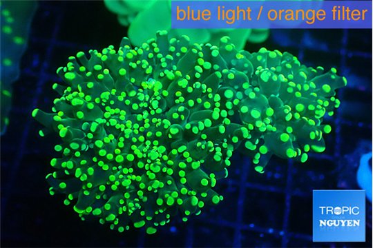 Euphyllia yaeyamaensis green 5-9 cm WYSIWYG acclimaté