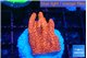 Montipora digitata bubble gum 2 cm WYSIWYG acclimaté